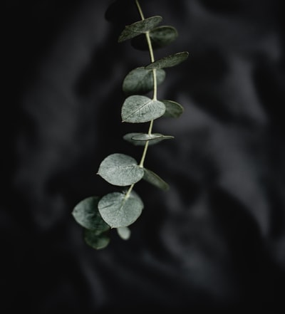 绿叶植物的选择性聚焦摄影